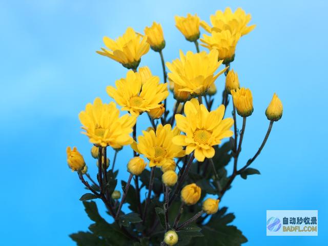7月2日 黄金断崖式下跌 今天金价 黄金多少钱！各大金店多少钱 (7月2日黄金价格)