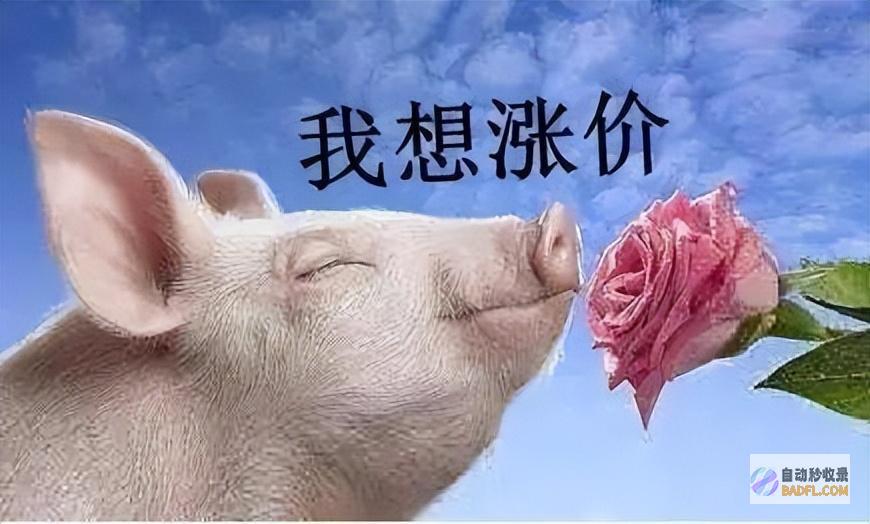 猪价狂潮来袭7月2日越涨越猛多少钱飙升市场猪价