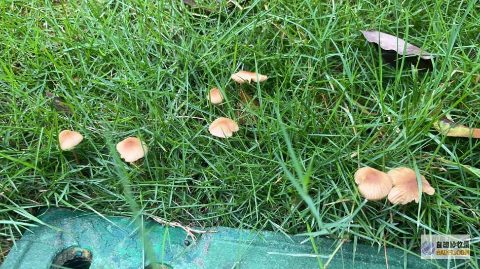 别碰别吃雨后正少量出现紧急提示别吃别吃