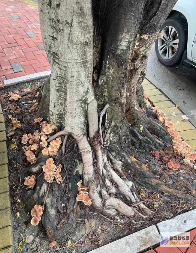 别碰别吃雨后正少量出现紧急提示别吃别吃