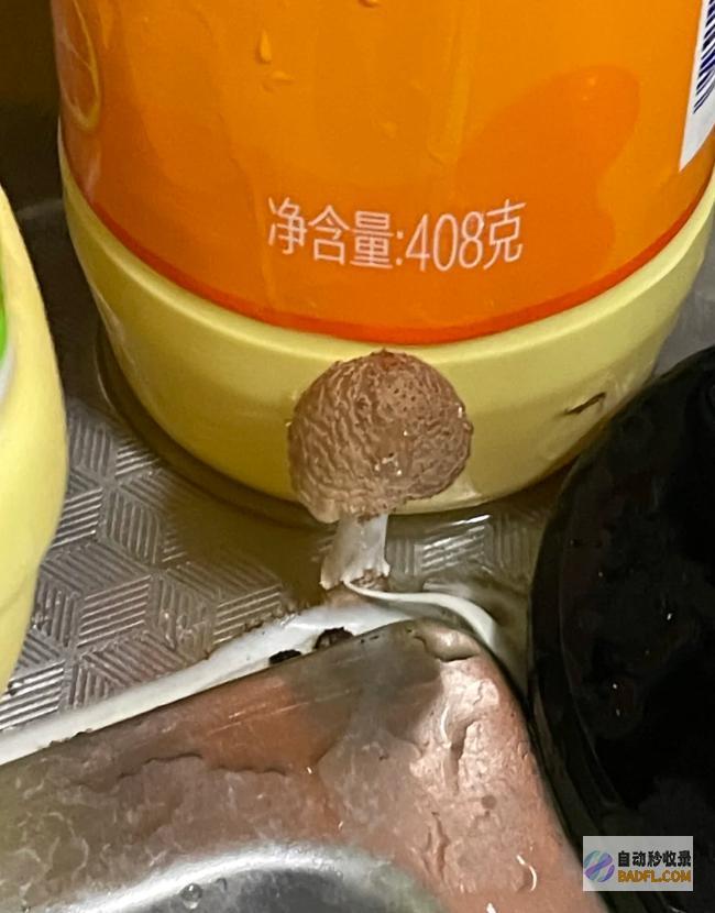 别碰别吃雨后正少量出现紧急提示别吃别吃