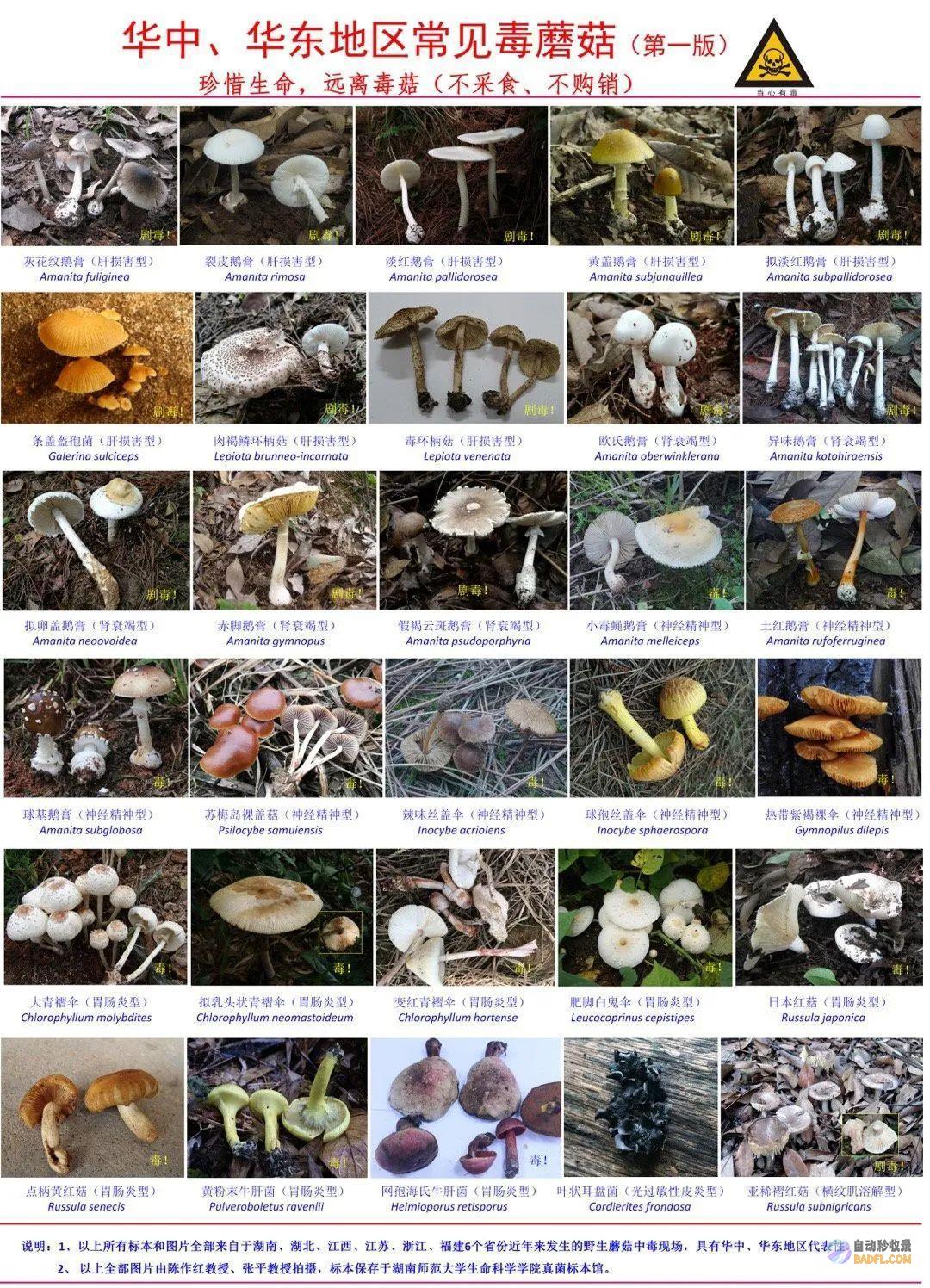别碰别吃雨后正少量出现紧急提示别吃别吃