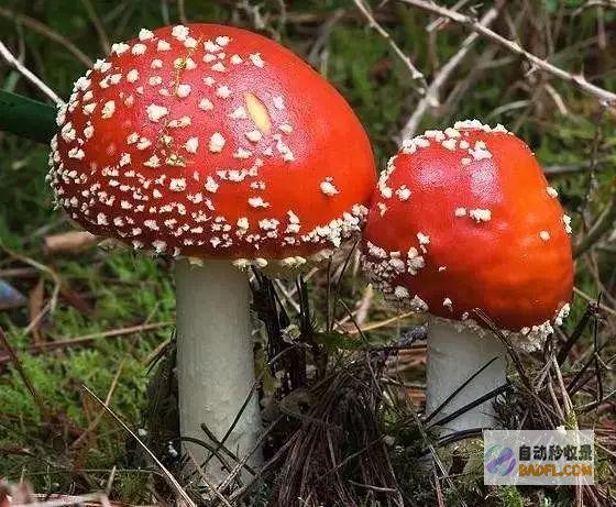 菌子真有这么好吃吗！好猎奇啊 ​​​ (菌子真有这么好吃吗)