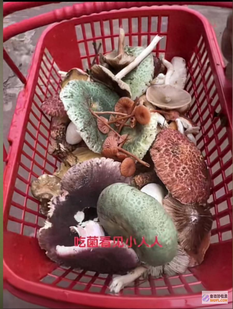网友 吃菌子中毒发生幻觉 给我弄二斤尝尝 男性躺病床上抓小人 (网友吃菌子中毒评论)
