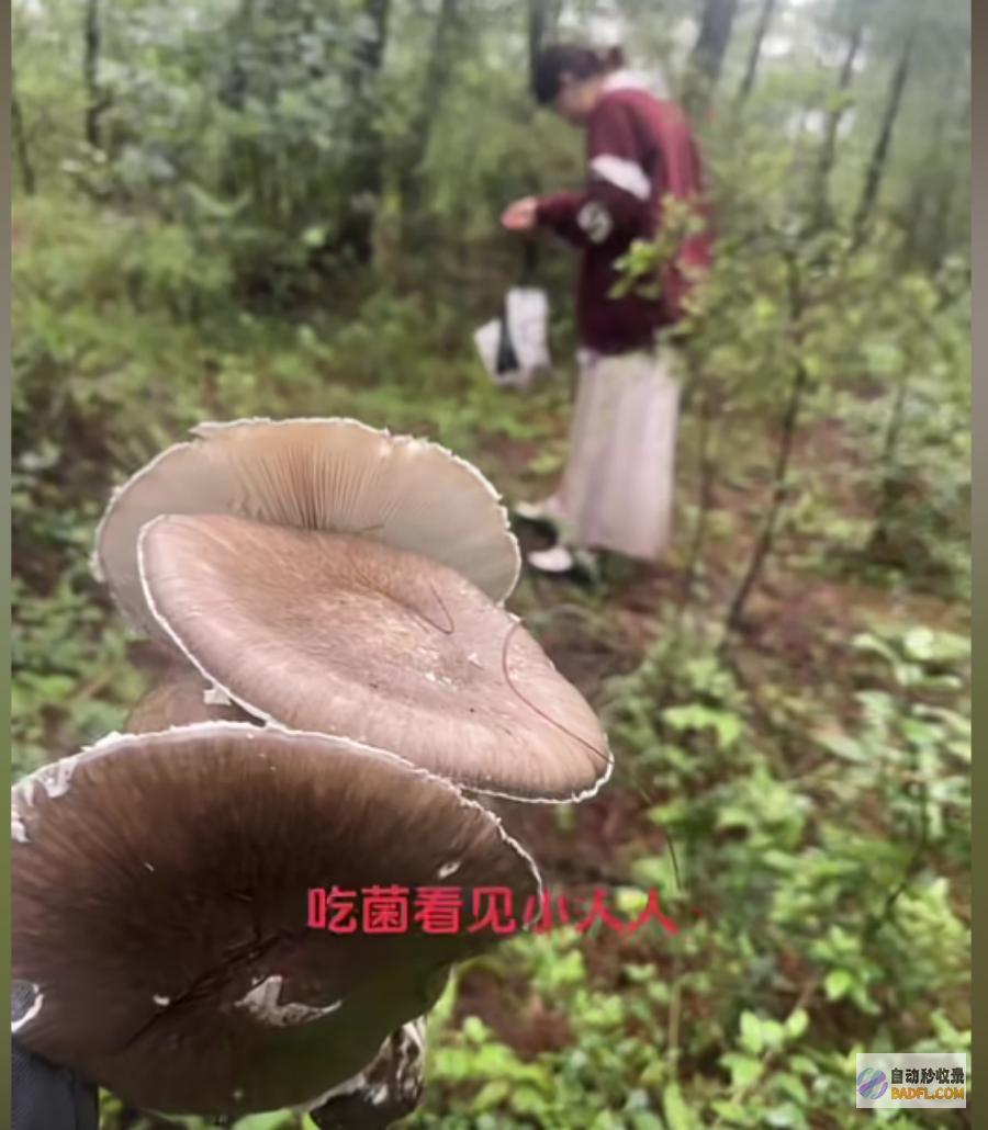 吃菌子中毒发生幻觉给我弄二斤尝尝男性躺病