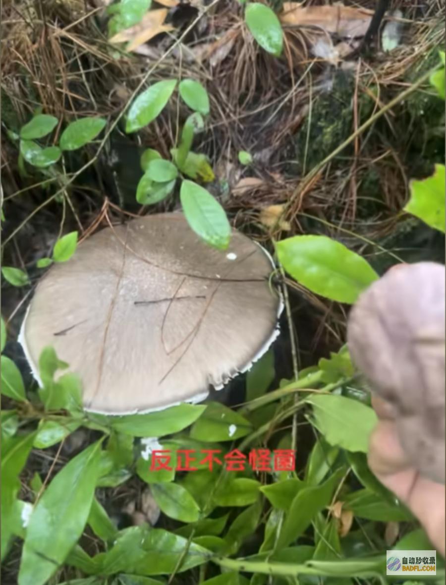 吃菌子中毒发生幻觉给我弄二斤尝尝男性躺病