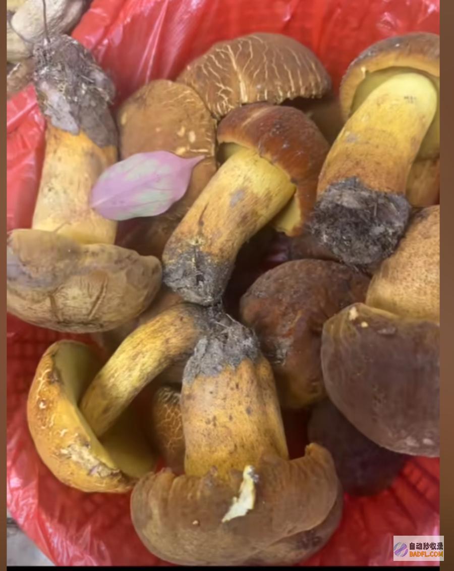 吃菌子中毒发生幻觉给我弄二斤尝尝男性躺病
