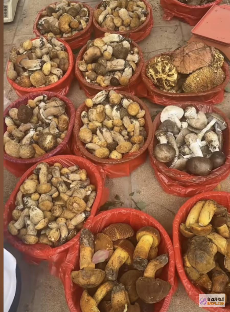 吃菌子中毒发生幻觉给我弄二斤尝尝男性躺病
