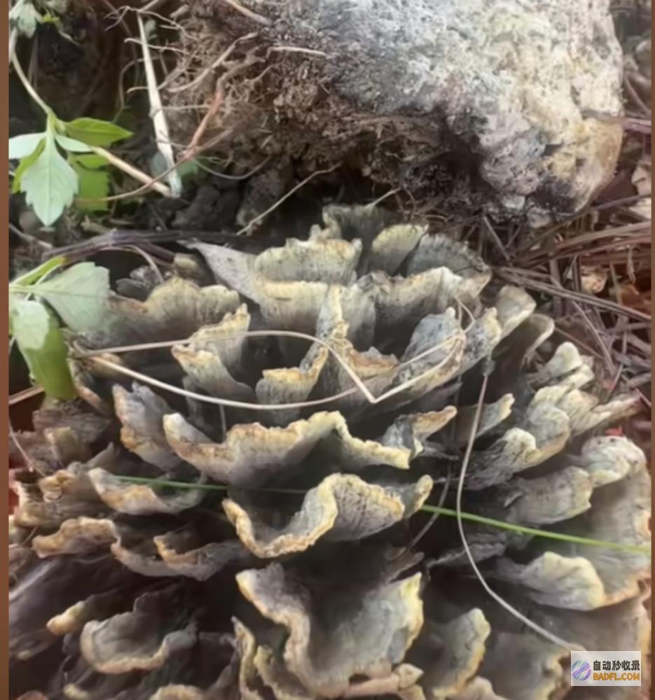 吃菌子中毒发生幻觉给我弄二斤尝尝男性躺病