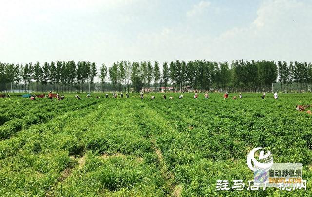 辣椒产业助增收 新蔡县弥陀寺乡程小寨村 (辣椒产业助增收的原因)