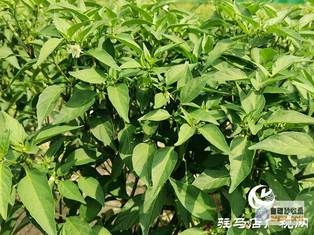 辣椒助增收新蔡县弥陀寺乡程小寨村辣椒