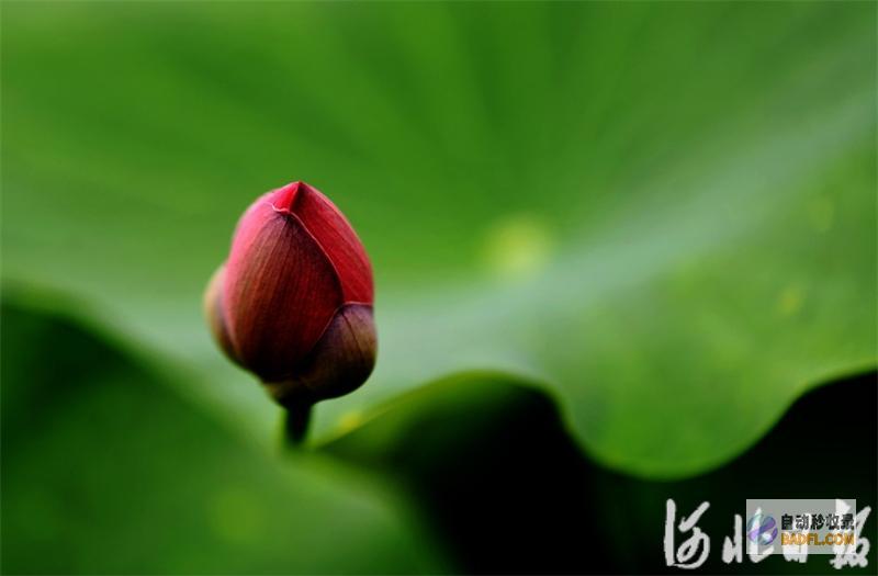荷花怒放夏意浓荷花怒放什么意思