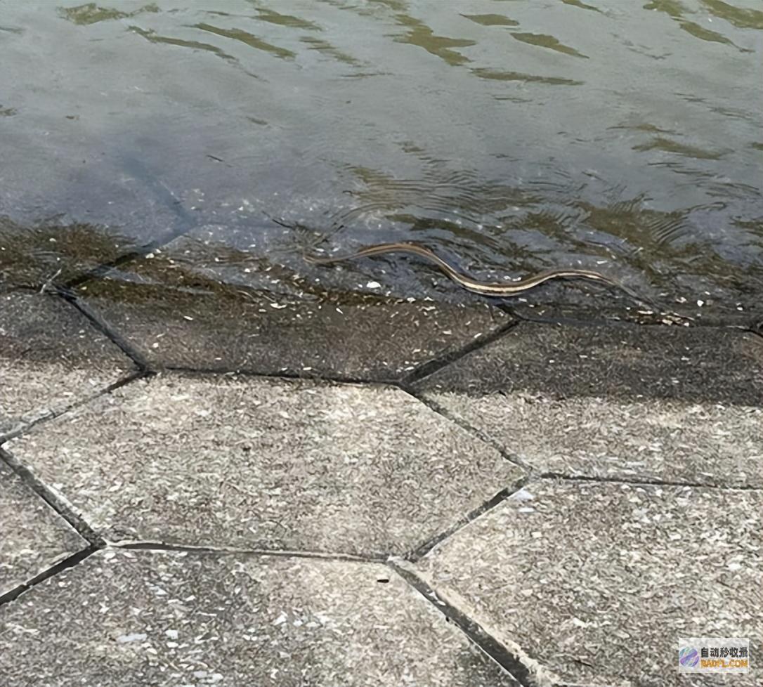 江水下跌蛇在高处避水属应激反响武汉江滩大蛇爬