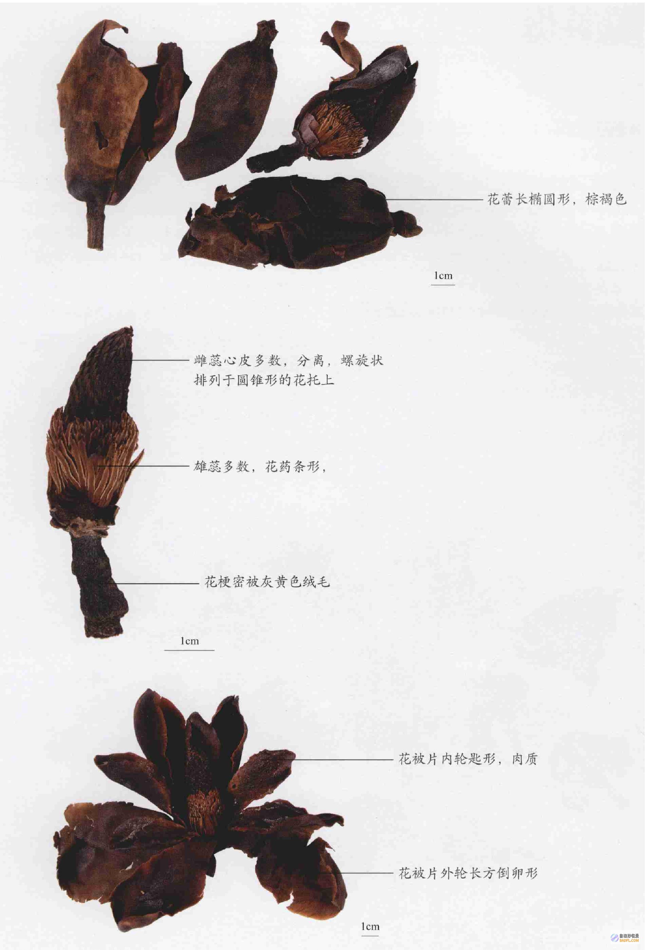 厚朴：中药宝库中的消积导滞良药，全面解析其药效与应用 (厚朴 中药)