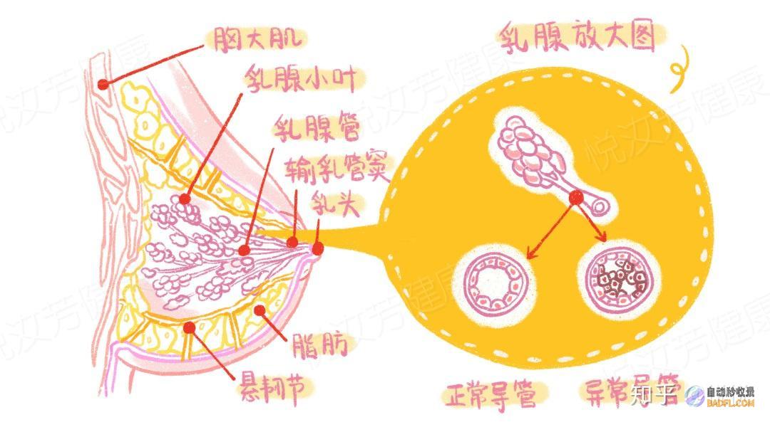 乳房健康