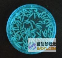 断案 蛆虫从何而来 评论区全是来 餐厅顶上的 的 不请自来 (蛆虫破案)