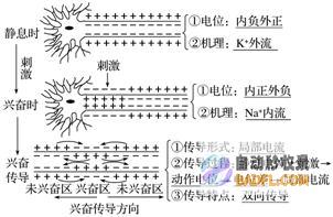 对抗神经性皮炎：常见的偏方、医学建议和生活方式调整 (对抗神经性皮炎的药膏)