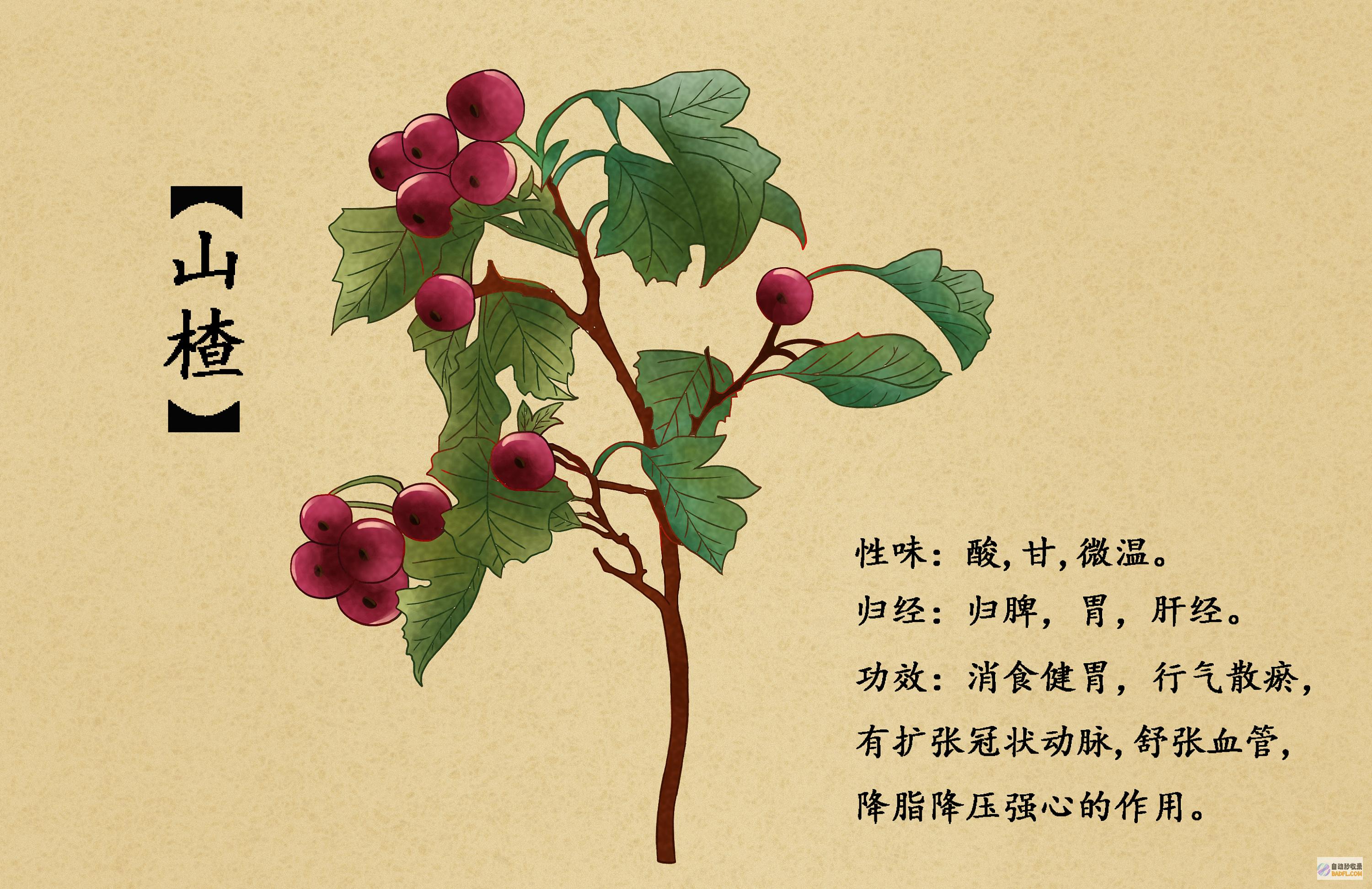 中草药偏方的神奇疗效：揭开古老智慧的秘密 (中草药偏方的功效作用)