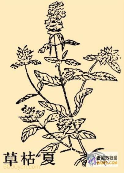 夏枯草的全面指南：深入了解其多方面的药用价值 (夏枯草 用法)