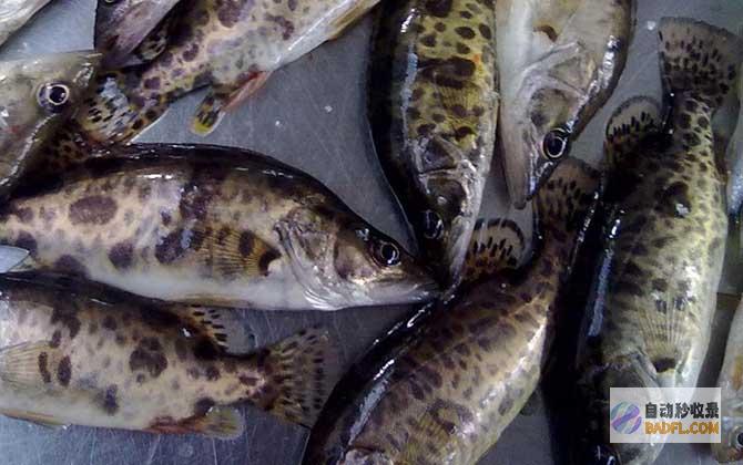 桂鱼的营养价值：富含蛋白质、 omega-3脂肪酸和维生素 (桂鱼的营养价值及功效与作用)