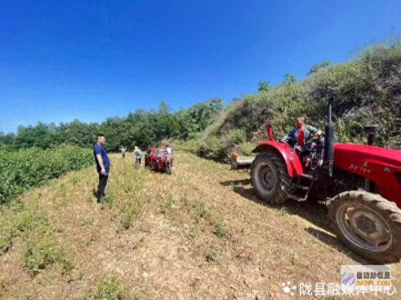 陇县河北镇 荞麦收获合理时 (陇县河北镇有名人物)