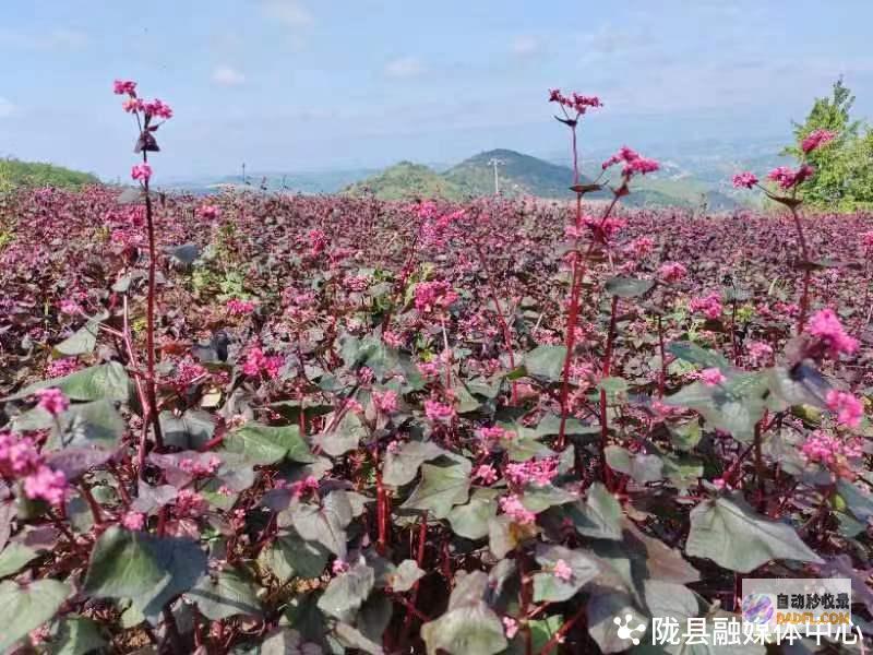 陇县镇荞麦收获合理时陇县镇有名人物