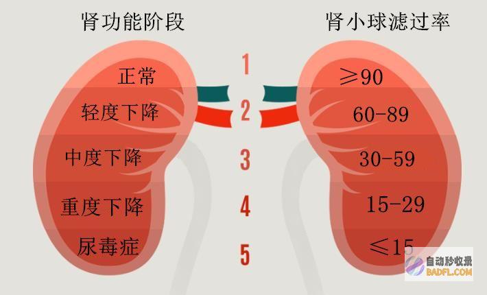 增强肾功能的秘方：补肾药酒配方揭秘 (增强肾功能的药有哪些)