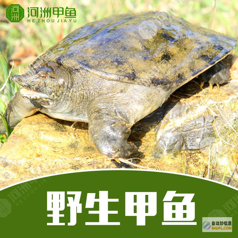深入了解二甲双胍：其作用机制和在 2 型糖尿病中的应用 (二甲应知应会的基本知识)