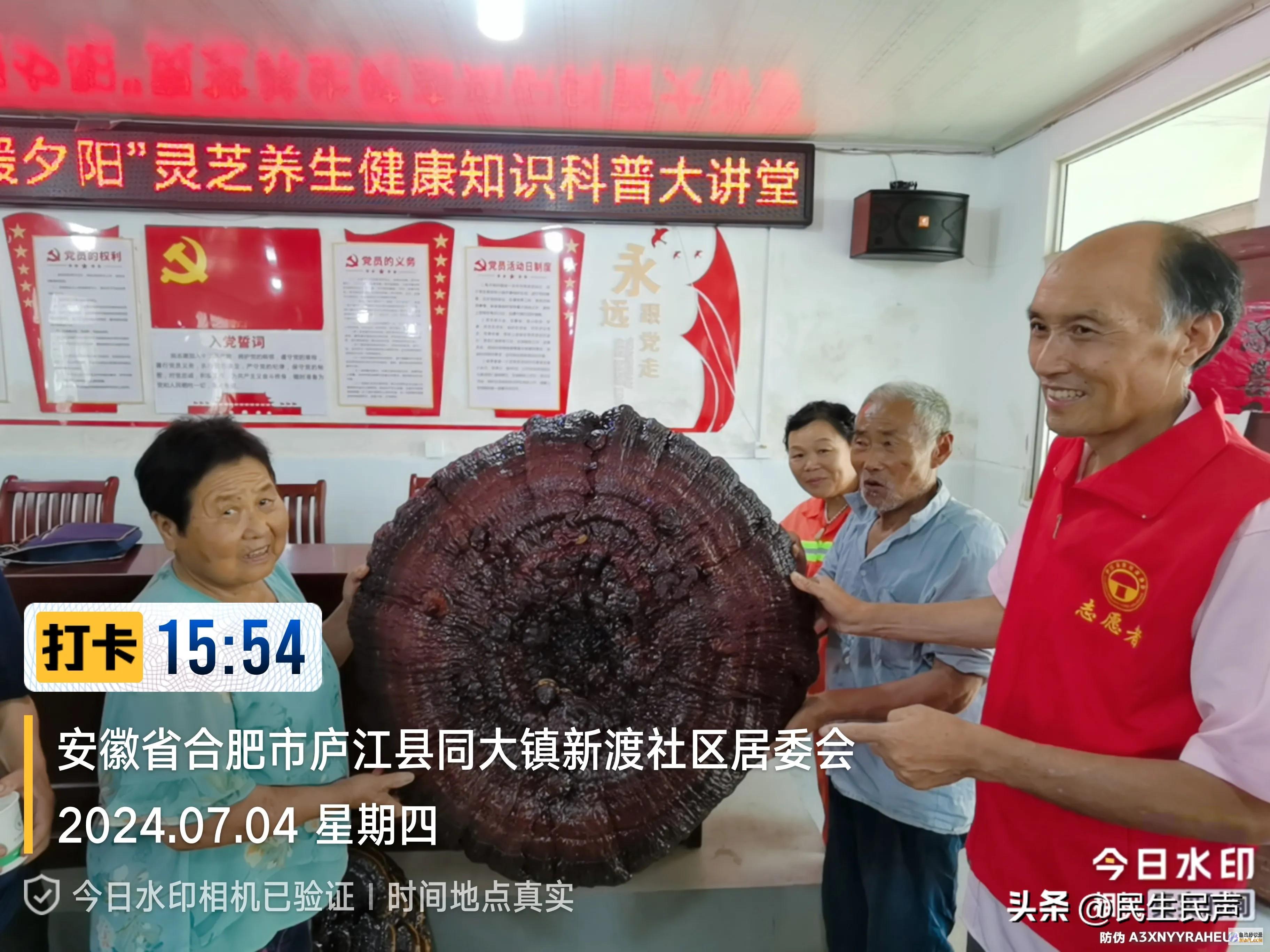 情暖旭日揭开灵芝的奥秘面纱以菌为媒旭日暖阳