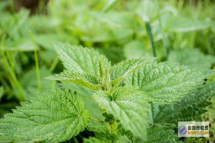 缓解慢性荨麻疹不适的神奇偏方：10种家庭疗法 (缓解慢性荨麻疹)