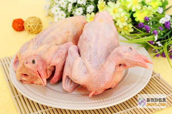 鸽子肉：营养丰富的健康美食的秘密 (鸽子肉营养价值)