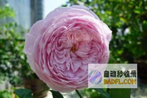 揭开郁金的神秘面纱：全面指南，了解其功效、作用和禁忌 (揭开郁金的神奇之处)