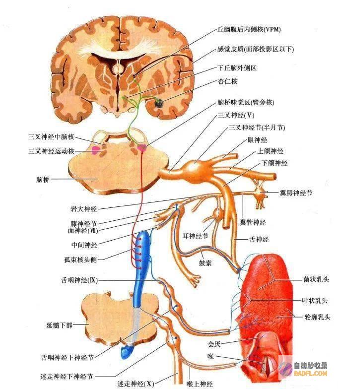 探索三叉神经痛的天然疗法