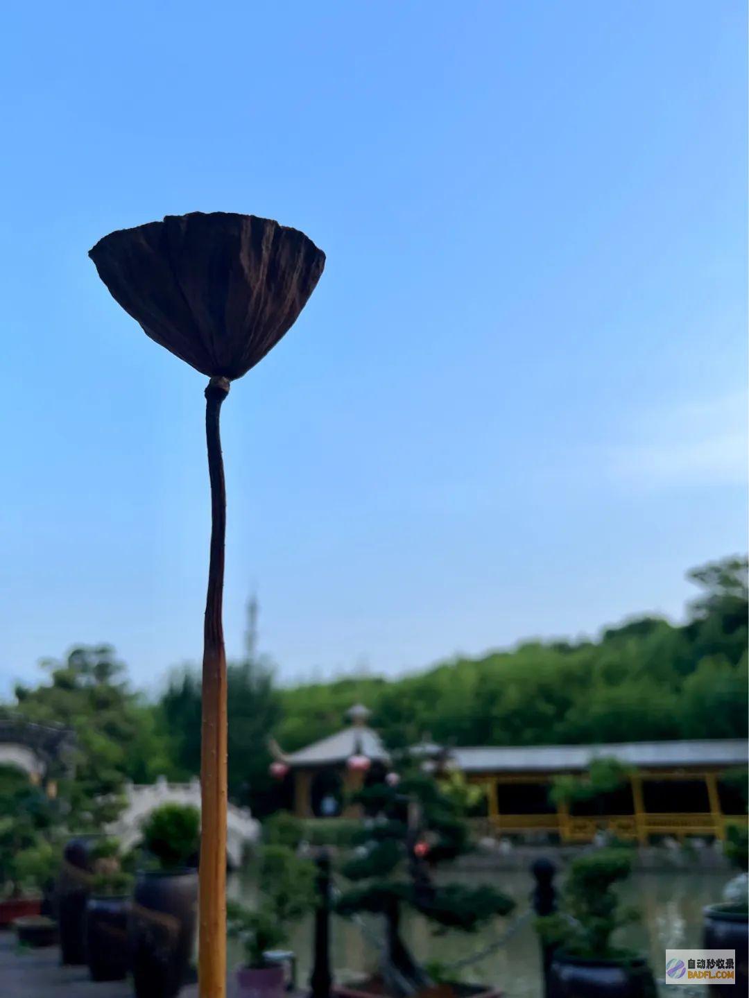 降香的多元功效与应用:从药用到文化象征 (降香的多元功效与应用:从药用到文化象征)