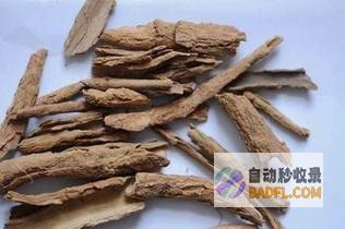 地骨皮的潜在副作用：全面了解其风险和注意事项 (地骨皮特征)