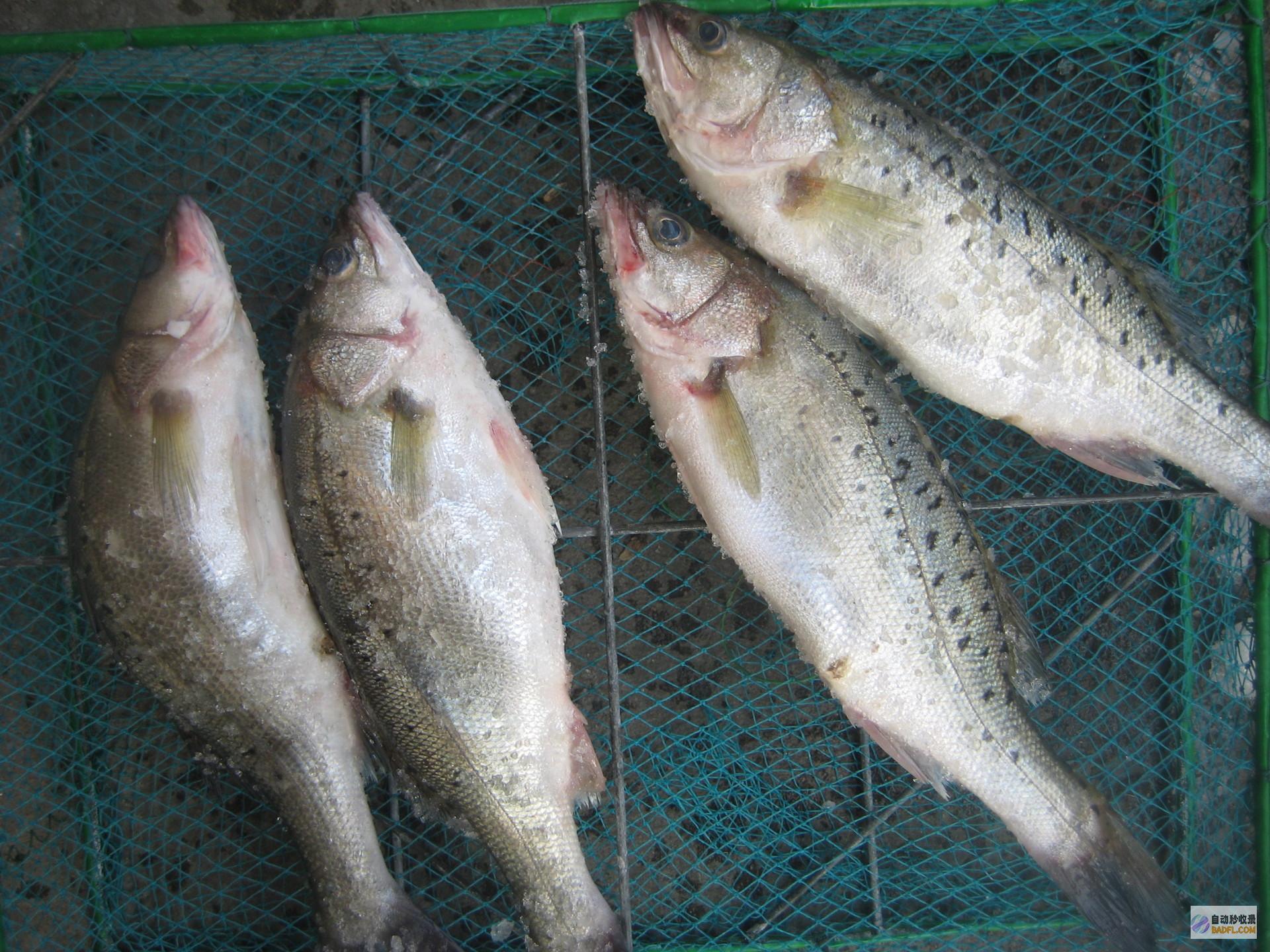 海鲈鱼料理的艺术：烹饪美味佳肴的终极指南 (海鲈鱼料理的做法大全)