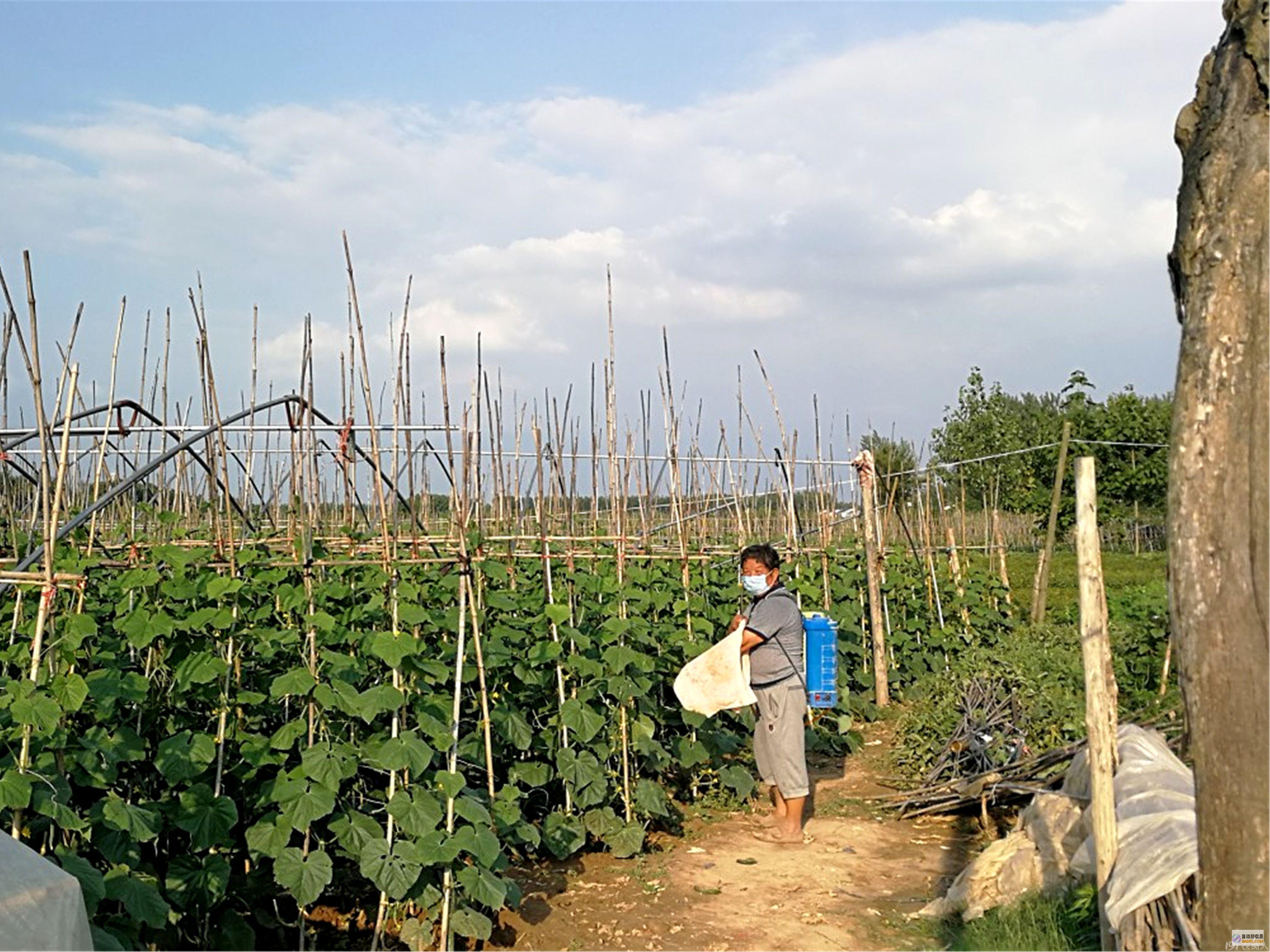 抢栽抢种获巨额征地补救 重复补救局部如何认定 案 鉴 (什么叫抢栽抢种)