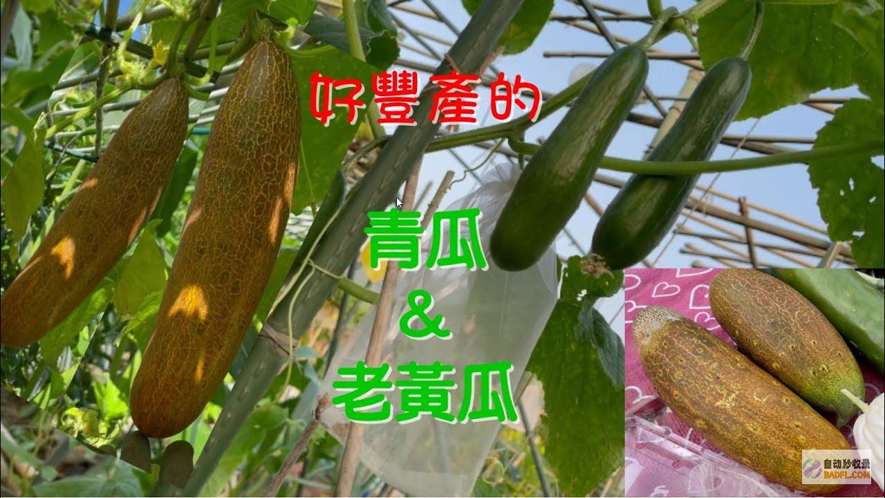 青瓜 1 根