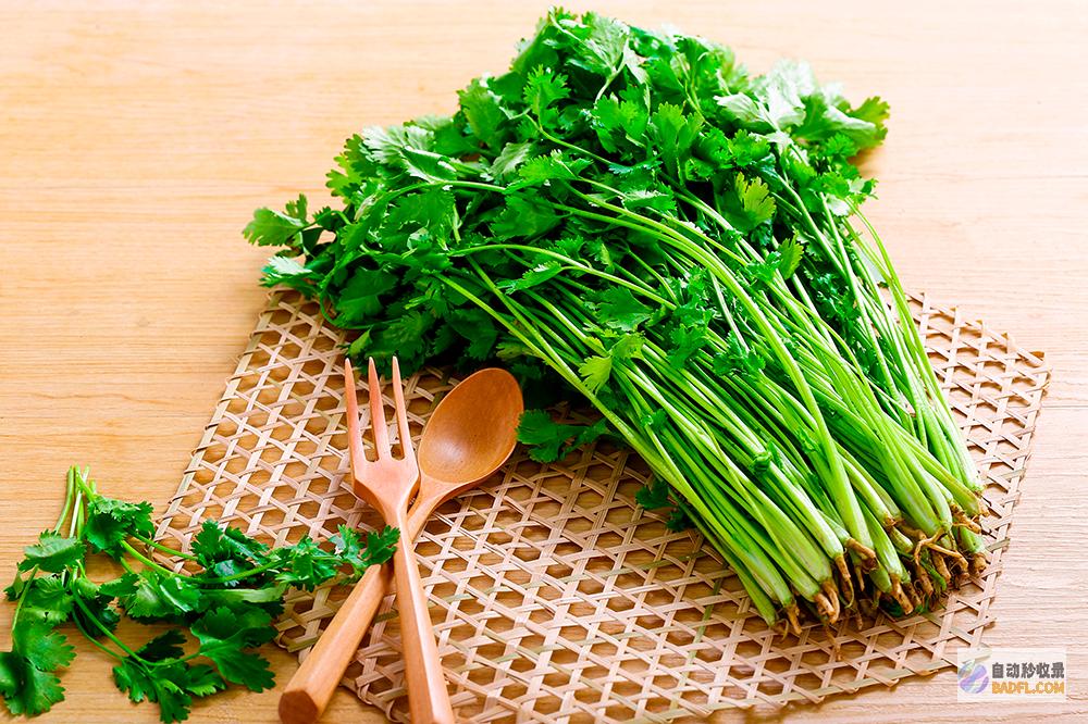 香菜 适量 (香菜用量)