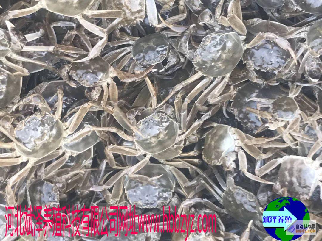 河蟹烹饪指南：在家制作鲜嫩多汁的美味盛宴 (河蟹烹饪指南最新)