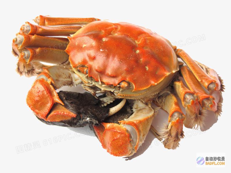 大闸蟹烹饪指南：品味鲜美蟹肉的多种方法 (大闸蟹烹饪指什么动物)