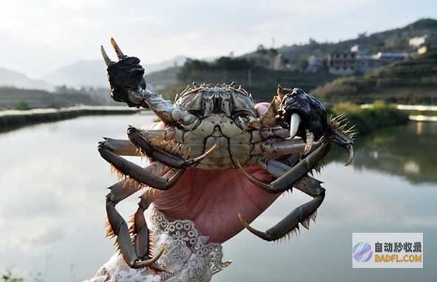 释放大闸蟹的美味：蒸、煮、炒、炸的完整指南 (释放大闸蟹的气体)