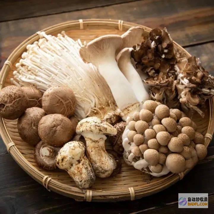 暖心滋补的鸡汤面：让你的味蕾尽享幸福和满足感 (暖心滋补的鸡汤文案)
