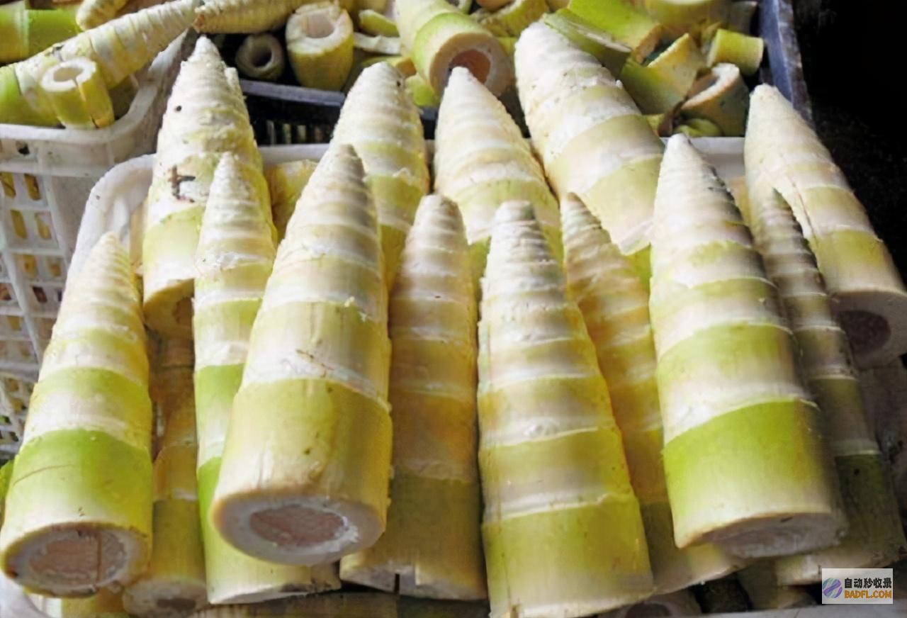 竹笋的百变美味：从采摘到烹饪的全面指南 (竹笋的美味)