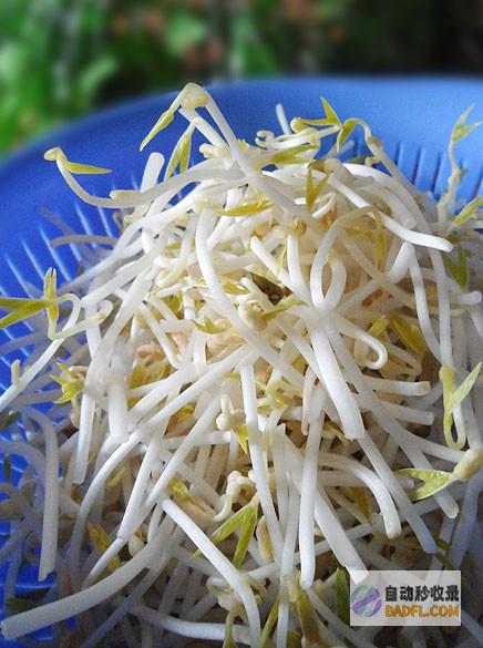 解开绿豆芽奥秘：种植、发芽和烹饪的宝典 (绿豆芽怎么剥)