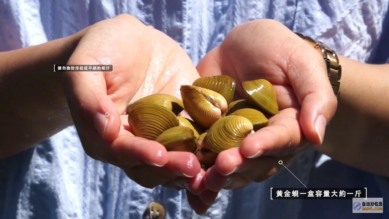 从选购蛤蜊到全解析