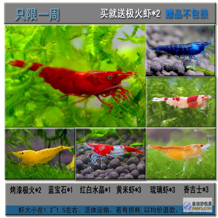 虾的烹饪指南：从准备到完美炒制的技巧和秘诀 (虾的烹饪指南有哪些)