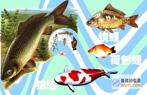 探索鲤鱼料理的艺术：从传统炖菜到现代创意 (探索鲤鱼料理怎么做)