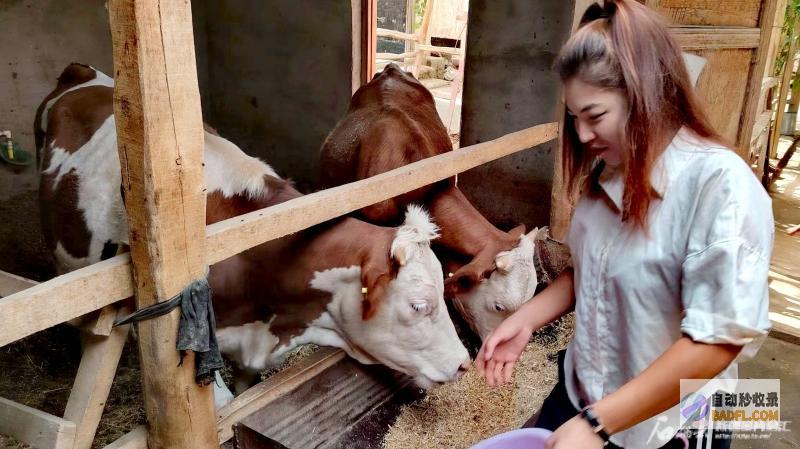 关注到户产业丨啥补贴能让图送古丽家人均年收2