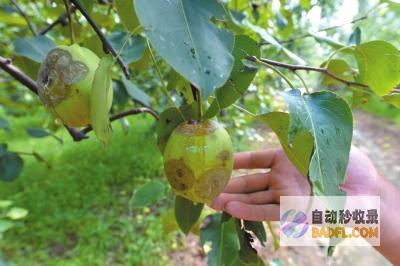 上千屋宇被毁 山东菏泽这龙卷风的破坏力为何如此渺小 多人受伤